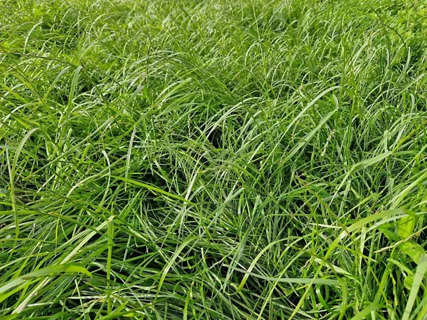 Grünlandbestand mit GREENSTAR