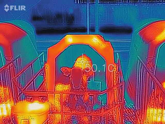 Wärmebild Kälberiglu