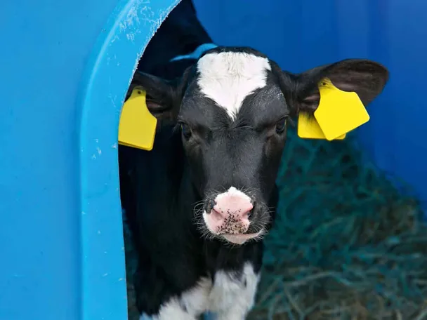Kalb im Kälberiglu Kalb im Kälberiglu