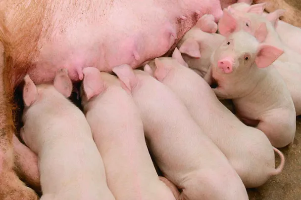 Ferkel bei einer Sau