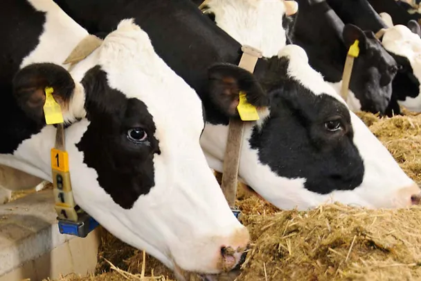 Kühe am Futtertisch Kühe am Futtertisch