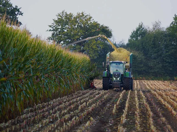 Ernte von Maissilage