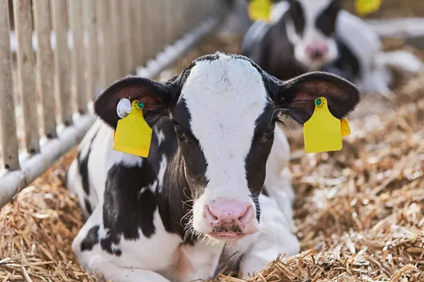 Kalb im Stroh