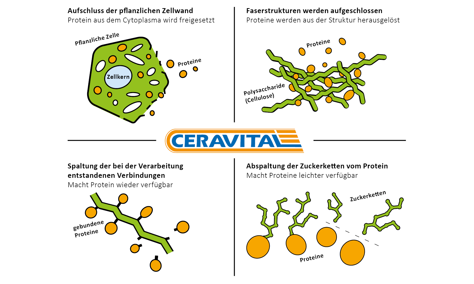 Wirkung von CERAVITAL XP