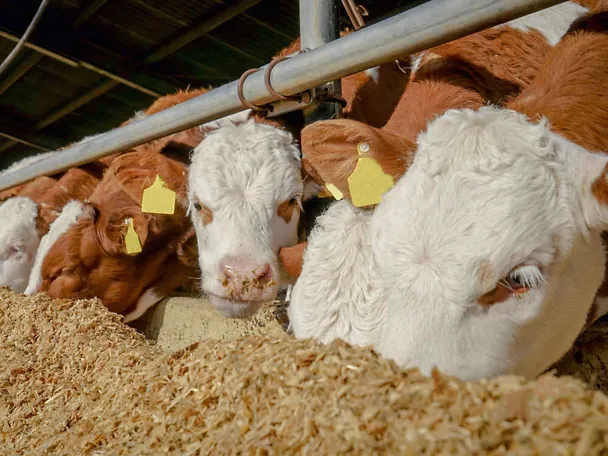 Mastbullen am Futtertisch