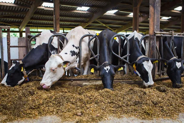 Milchkühe am Futtertisch Milchkühe am Futtertisch