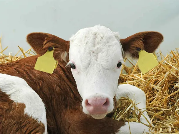 Kalb im STroh