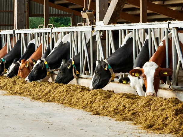 Rinder fressen Futter